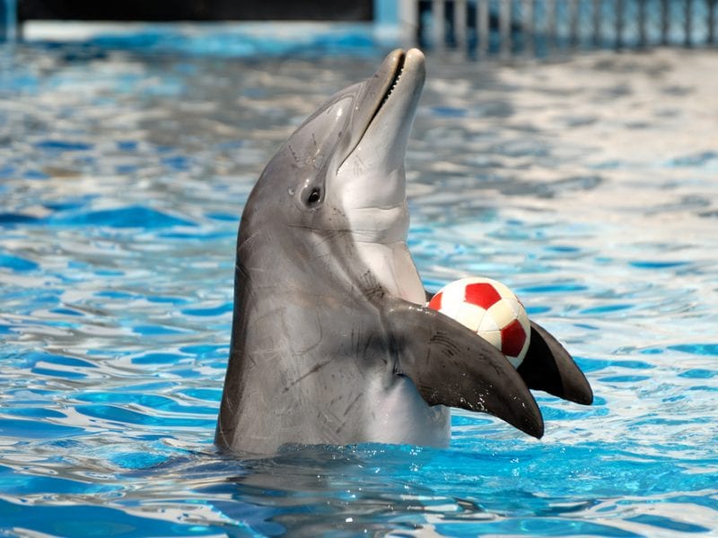 Dolphin World Show Hurghada Egypt | Réservation Billets à prix réduits avec transfert depuis l’hôtel