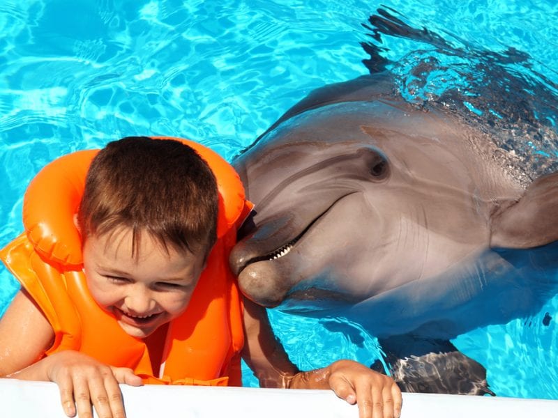 Swim with dolphins Hurghada