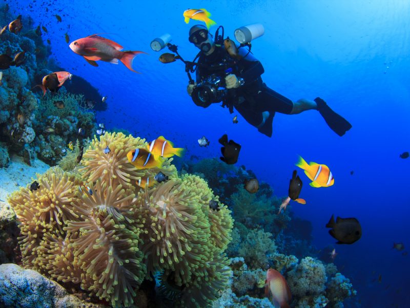 Scuba Diving Trip in Ras Mohamed from Sharm El Sheikh