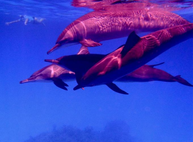 Nuit à Sataya au départ de Marsa Alam | Meilleurs sites de plongée en apnée et de plongée sous-marine à Marsa Alam