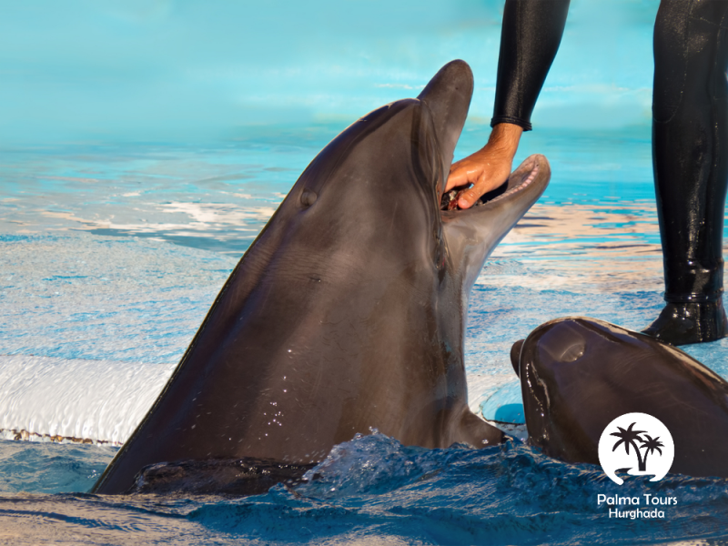 Spectacle de dauphins à El Gouna en Égypte avec billets et transferts