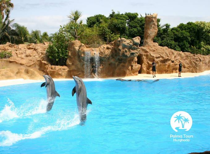 Dolphin Show from Makadi Bay Egypt