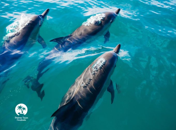 Nager avec les dauphins de Sahl Hasheesh Egypte | Dolphin World Hurghada