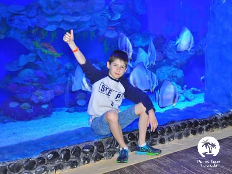 Excursion au Grand Aquarium depuis El Gouna Egypte | Hurghada Grand Aquarium