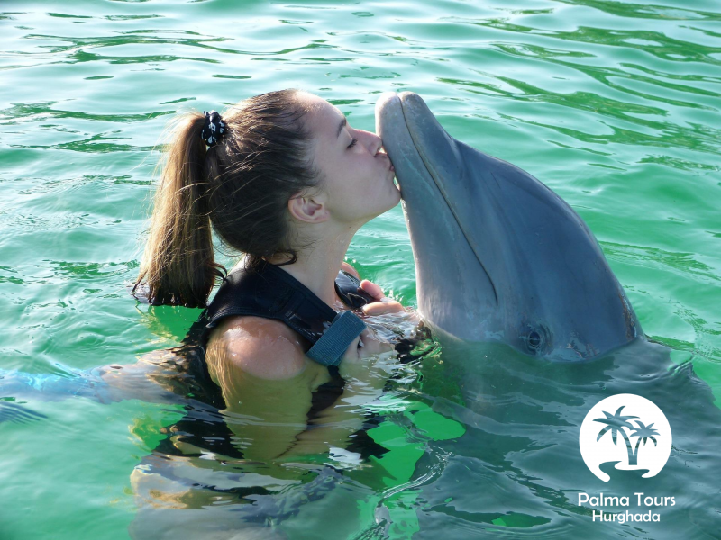 Nager avec les dauphins dans la baie de Makadi 5 minutes