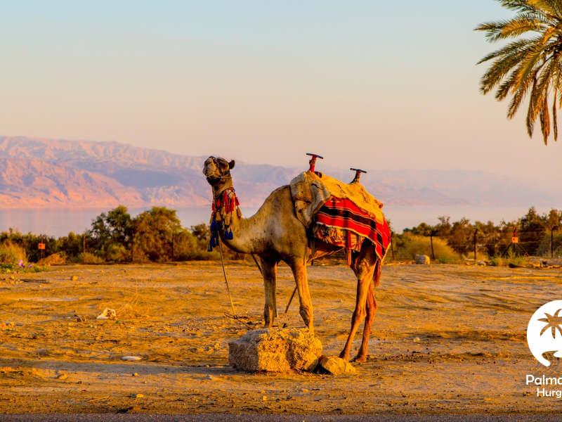 Safari à Wadi El Gemal au départ de Marsa Alam | Safari dans le désert